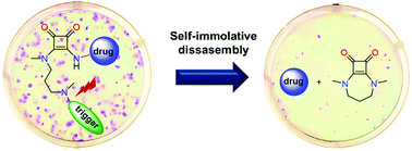 Graphical abstract: Introducing a squaramide-based self-immolative spacer for controlled drug release