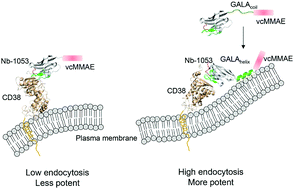 Graphical abstract: GALA peptide improves the potency of nanobody–drug conjugates by lipid-induced helix formation
