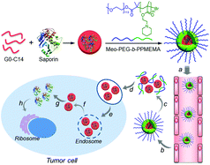 Graphical abstract: A tumor microenvironment (TME)-responsive nanoplatform for systemic saporin delivery and effective breast cancer therapy