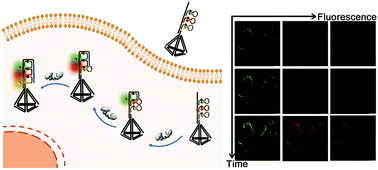 Graphical abstract: A multicolor DNA tetrahedron nanoprobe for analyzing human telomerase in living cells