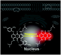 Graphical abstract: A near-infrared fluorogenic probe for nuclear thiophenol detection