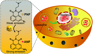 Graphical abstract: Hydrogen sulfide triggered molecular agent for imaging and cancer therapy