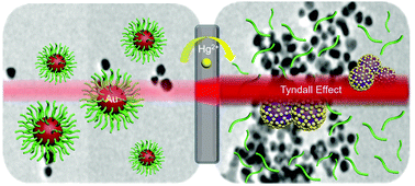 Graphical abstract: Ultrasensitive visual detection of Hg2+ ions via the Tyndall effect of gold nanoparticles