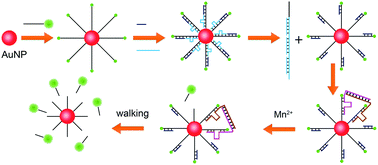 Graphical abstract: Three-dimensional bipedal DNA walker enabled logic gates responding to telomerase and miRNA
