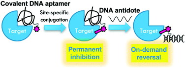 Graphical abstract: Inhibition of thrombin activity by a covalent-binding aptamer and reversal by the complementary strand antidote