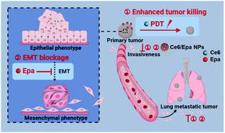 Graphical abstract: A two-pronged photodynamic nanodrug to prevent metastasis of basal-like breast cancer