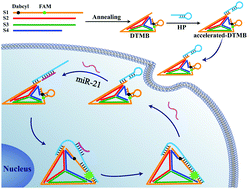 Graphical abstract: Accelerated DNA tetrahedron-based molecular beacon for efficient microRNA imaging in living cells