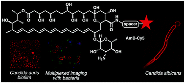 Graphical abstract: Dyeing fungi: amphotericin B based fluorescent probes for multiplexed imaging