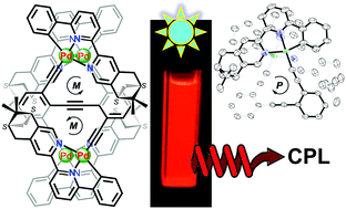 Graphical abstract: Helically chiral Pd(ii) complexes containing intramolecular Pd⋯Pd metallophilicity as circularly polarized molecular phosphors