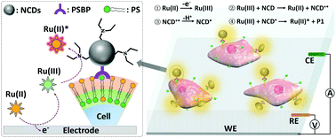 Graphical abstract: Catalytic route electrochemiluminescence microscopy of cell membranes with nitrogen-doped carbon dots as nano-coreactants