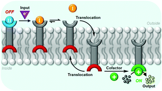 Graphical abstract: Redox switching of an artificial transmembrane signal transduction system