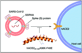 Graphical abstract: Targeting SARS-CoV-2 spike protein by stapled hACE2 peptides