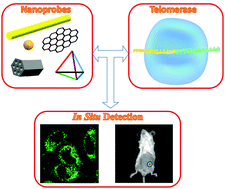 Graphical abstract: Functionalized nanoprobes for in situ detection of telomerase