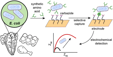 Graphical abstract: Covalent capture and electrochemical quantification of pathogenic E. coli