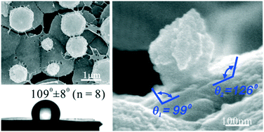 Graphical abstract: Non-classical crystal growth on a hydrophobic substrate: learning from bivalve nacre
