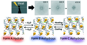 Graphical abstract: A peculiar dehydration and solid–solid phase transition of the active pharmaceutical ingredient AZD9898 based on in situ single crystal-to-single crystal transformations
