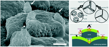 Graphical abstract: New insights into the spatial confinement mechanism of nucleation of biogenic aragonite crystals from bivalve nacre