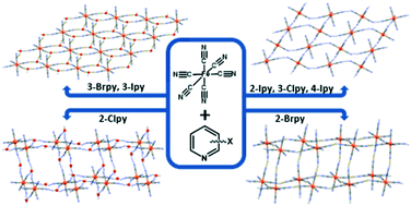 Graphical abstract: The effect of halogen bonding on protonated hexacyanoferrate networks in hexacyanoferrates of halogenopyridines
