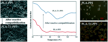 Graphical abstract: The reactive compatibilization of PLA/PP blends and improvement of PLA crystallization properties induced by in situ UV irradiation