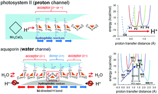 Graphical abstract: Rigidly hydrogen-bonded water molecules facilitate proton transfer in photosystem II
