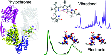 Graphical abstract: Elucidating the role of structural fluctuations, and intermolecular and vibronic interactions in the spectroscopic response of a bacteriophytochrome