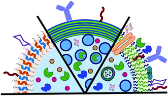 Graphical abstract: Biomolecule–polymer hybrid compartments: combining the best of both worlds