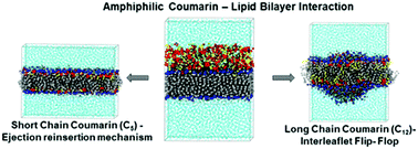 Graphical abstract: Interaction of amphiphilic coumarin with DPPC/DPPS lipid bilayer: effects of concentration and alkyl tail length