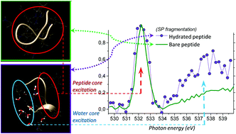 Graphical abstract: Oxygen K-shell spectroscopy of isolated progressively solvated peptide