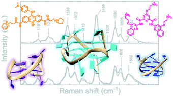 Graphical abstract: Ligand binding to G-quadruplex DNA: new insights from ultraviolet resonance Raman spectroscopy