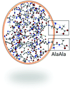 Graphical abstract: A rotational study of the AlaAla dipeptide