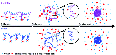 Graphical abstract: Dynamic mechanism of halide salts on the phase transition of protein models, poly(N-isopropylacrylamide) and poly(N,N-diethylacrylamide)