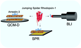 Graphical abstract: Immobilization of arrestin-3 on different biosensor platforms for evaluating GPCR binding