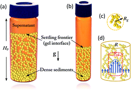 Graphical abstract: Dynamic behaviors of sedimenting colloidal gel materials: hydrodynamic interactions