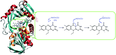 Graphical abstract: Reaction mechanism of N-cyclopropylglycine oxidation by monomeric sarcosine oxidase
