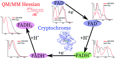 Graphical abstract: UV-visible absorption spectrum of FAD and its reduced forms embedded in a cryptochrome protein