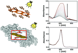 Graphical abstract: Impact of binding to the multidrug resistance regulator protein LmrR on the photo-physics and -chemistry of photosensitizers
