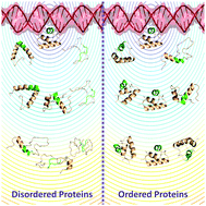 Graphical abstract: Non-specific DNA-driven quinary interactions promote structural transitions in proteins