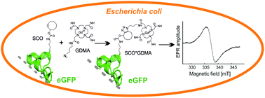 Graphical abstract: In cell Gd3+-based site-directed spin labeling and EPR spectroscopy of eGFP