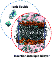 Graphical abstract: Insight into the structure-antibacterial activity of amino cation-based and acetate anion-based ionic liquids from computational interactions with the POPC phospholipid bilayer