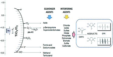 Graphical abstract: Use of scavenger agents in heterogeneous photocatalysis: truths, half-truths, and misinterpretations