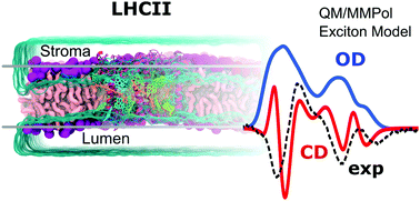 Graphical abstract: Exciton properties and optical spectra of light harvesting complex II from a fully atomistic description