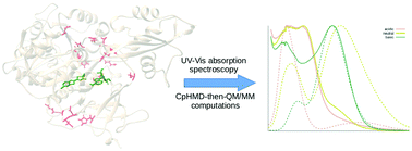 Graphical abstract: pH-Dependent absorption spectrum of oxyluciferin analogues in the active site of firefly luciferase