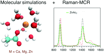 Graphical abstract: Binding of divalent cations to acetate: molecular simulations guided by Raman spectroscopy