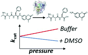 Graphical abstract: The multifaceted effects of DMSO and high hydrostatic pressure on the kinetic constants of hydrolysis reactions catalyzed by α-chymotrypsin