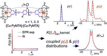 Graphical abstract: Accessing distributions of exchange and dipolar couplings in stiff molecular rulers with Cu(ii) centres