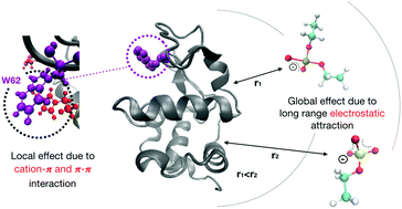 Graphical abstract: Dual mechanism of ionic liquid-induced protein unfolding