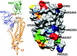 Graphical abstract: Intra- and intermolecular atomic-scale interactions in the receptor binding domain of SARS-CoV-2 spike protein: implication for ACE2 receptor binding