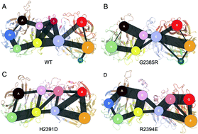 Graphical abstract: How Parkinson's disease-related mutations disrupt the dimerization of WD40 domain in LRRK2: a comparative molecular dynamics simulation study