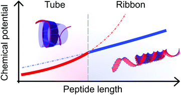 Graphical abstract: Tube to ribbon transition in a self-assembling model peptide system