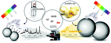 Graphical abstract: SERS activity and spectroscopic properties of Zn and ZnO nanostructures obtained by electrochemical and green chemistry methods for applications in biology and medicine